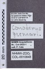 Etikette zu Monocrepidius germari  (NHMW-ZOO-COL-0010848)